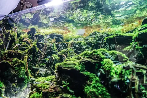 Steps progression IAPLC 2016 Silver Prize - OverTime - Katsuki Tanaka / Japan