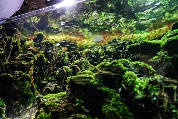 Steps progression IAPLC 2016 Silver Prize - OverTime - Katsuki Tanaka / Japan