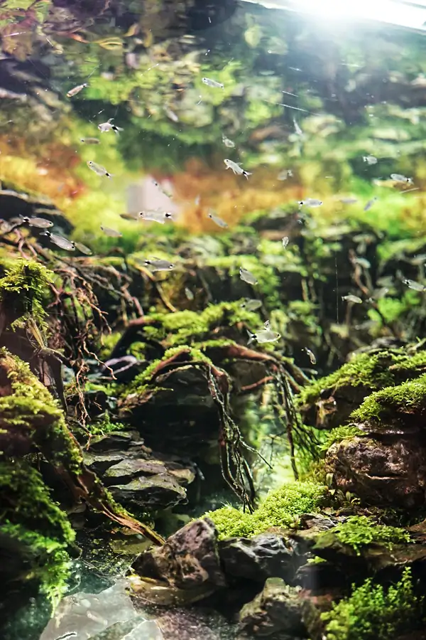 Steps progression IAPLC 2016 Silver Prize - OverTime - Katsuki Tanaka / Japan