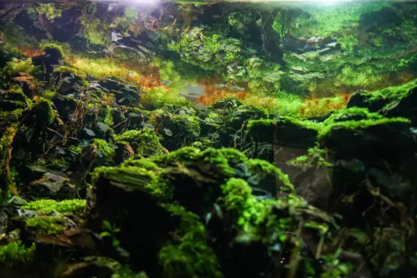 Steps progression IAPLC 2016 Silver Prize - OverTime - Katsuki Tanaka / Japan