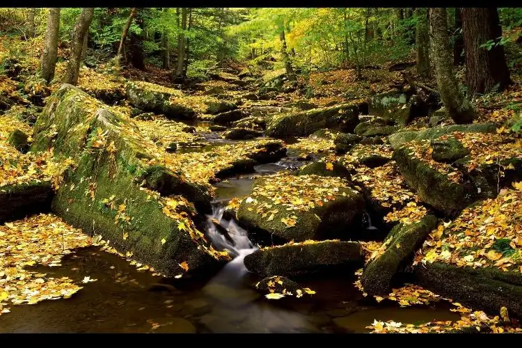 How to make an aquatic plant aquarium ranked 111th in the world - IAPLC 2017 - How to make an aquatic plant aquarium ranked 27th in the world - IAPLC 2018 - Montseny How to make an aquatic plant aquarium ranked 111th in the world - IAPLC 2017 - How to make an aquatic plant aquarium ranked 27th in the world - IAPLC 2018 - Montseny