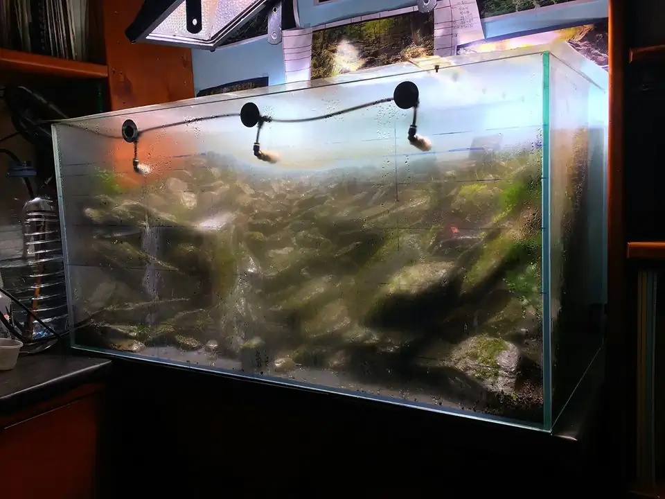 How to make an aquatic plant aquarium ranked 111th in the world - IAPLC 2017 - How to make an aquatic plant aquarium ranked 27th in the world - IAPLC 2018 - Montseny How to make an aquatic plant aquarium ranked 111th in the world - IAPLC 2017 - How to make an aquatic plant aquarium ranked 27th in the world - IAPLC 2018 - Montseny