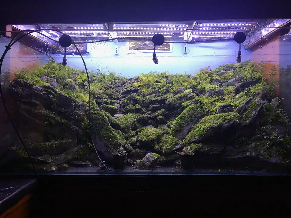 How to make an aquatic plant aquarium ranked 111th in the world - IAPLC 2017 - How to make an aquatic plant aquarium ranked 27th in the world - IAPLC 2018 - Montseny How to make an aquatic plant aquarium ranked 111th in the world - IAPLC 2017 - How to make an aquatic plant aquarium ranked 27th in the world - IAPLC 2018 - Montseny