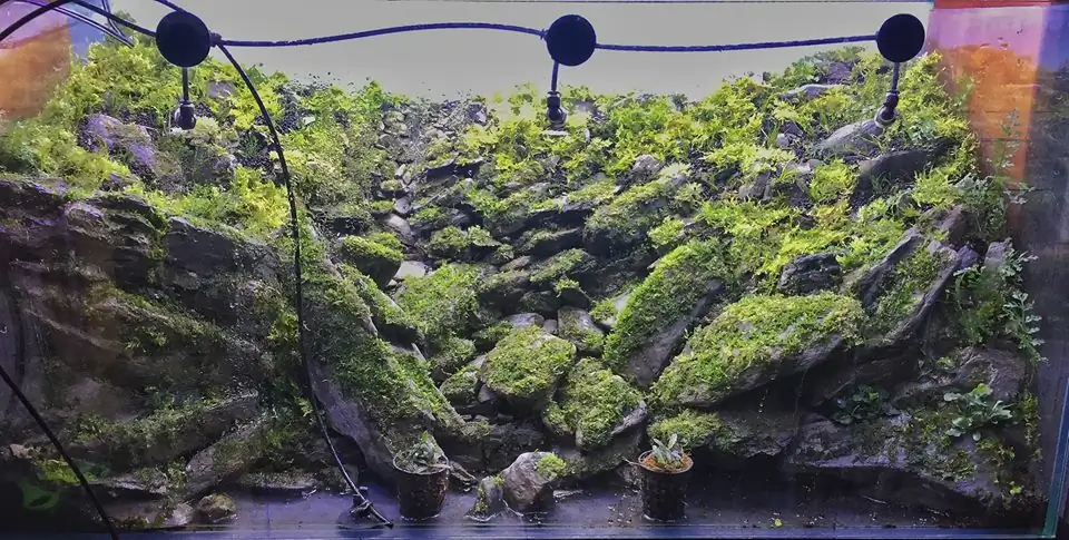 How to make an aquatic plant aquarium ranked 111th in the world - IAPLC 2017 - How to make an aquatic plant aquarium ranked 27th in the world - IAPLC 2018 - Montseny How to make an aquatic plant aquarium ranked 111th in the world - IAPLC 2017 - How to make an aquatic plant aquarium ranked 27th in the world - IAPLC 2018 - Montseny