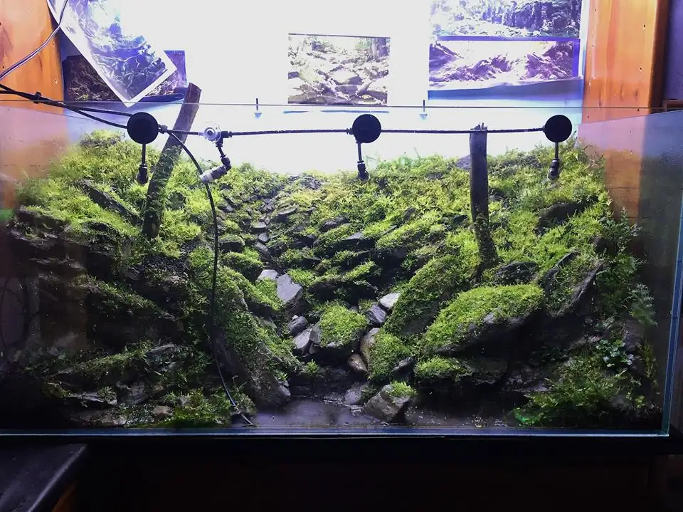 How to make an aquatic plant aquarium ranked 111th in the world - IAPLC 2017 - How to make an aquatic plant aquarium ranked 27th in the world - IAPLC 2018 - Montseny How to make an aquatic plant aquarium ranked 111th in the world - IAPLC 2017 - How to make an aquatic plant aquarium ranked 27th in the world - IAPLC 2018 - Montseny