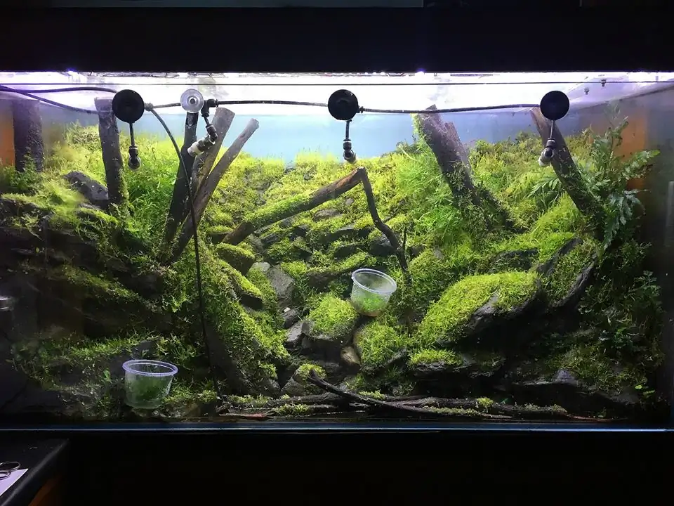 How to make an aquatic plant aquarium ranked 111th in the world - IAPLC 2017 - How to make an aquatic plant aquarium ranked 27th in the world - IAPLC 2018 - Montseny How to make an aquatic plant aquarium ranked 111th in the world - IAPLC 2017 - How to make an aquatic plant aquarium ranked 27th in the world - IAPLC 2018 - Montseny