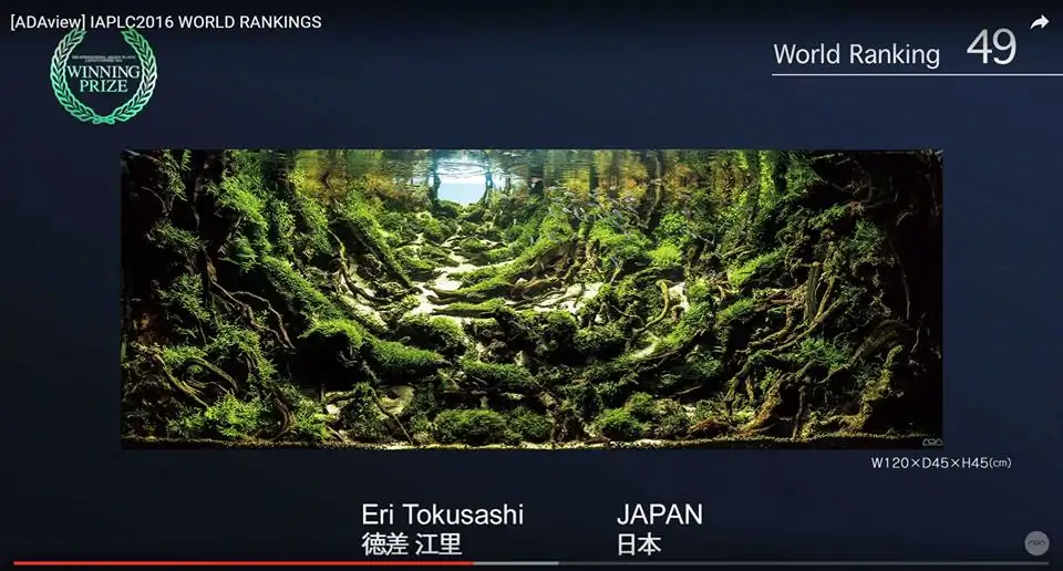 How to make an aquatic plant aquarium ranked 111th in the world - IAPLC 2017 - How to make an aquatic plant aquarium ranked 27th in the world - IAPLC 2018 - Montseny How to make an aquatic plant aquarium ranked 111th in the world - IAPLC 2017 - How to make an aquatic plant aquarium ranked 27th in the world - IAPLC 2018 - Montseny