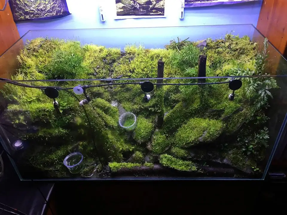 How to make an aquatic plant aquarium ranked 111th in the world - IAPLC 2017 - How to make an aquatic plant aquarium ranked 27th in the world - IAPLC 2018 - Montseny How to make an aquatic plant aquarium ranked 111th in the world - IAPLC 2017 - How to make an aquatic plant aquarium ranked 27th in the world - IAPLC 2018 - Montseny