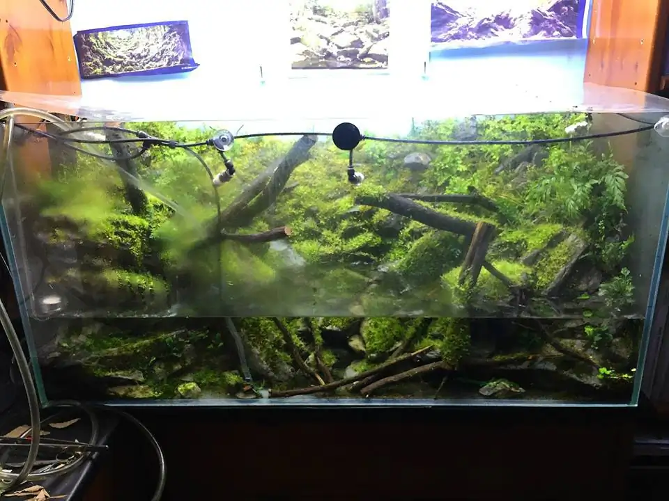 How to make an aquatic plant aquarium ranked 111th in the world - IAPLC 2017 - How to make an aquatic plant aquarium ranked 27th in the world - IAPLC 2018 - Montseny How to make an aquatic plant aquarium ranked 111th in the world - IAPLC 2017 - How to make an aquatic plant aquarium ranked 27th in the world - IAPLC 2018 - Montseny