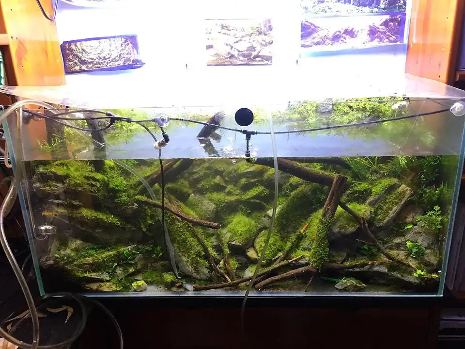 How to make an aquatic plant aquarium ranked 111th in the world - IAPLC 2017 - How to make an aquatic plant aquarium ranked 27th in the world - IAPLC 2018 - Montseny How to make an aquatic plant aquarium ranked 111th in the world - IAPLC 2017 - How to make an aquatic plant aquarium ranked 27th in the world - IAPLC 2018 - Montseny