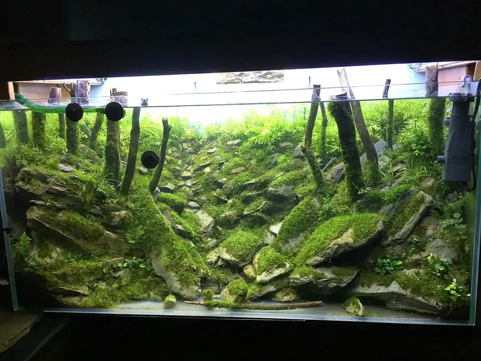 How to make an aquatic plant aquarium ranked 111th in the world - IAPLC 2017 - How to make an aquatic plant aquarium ranked 27th in the world - IAPLC 2018 - Montseny How to make an aquatic plant aquarium ranked 111th in the world - IAPLC 2017 - How to make an aquatic plant aquarium ranked 27th in the world - IAPLC 2018 - Montseny