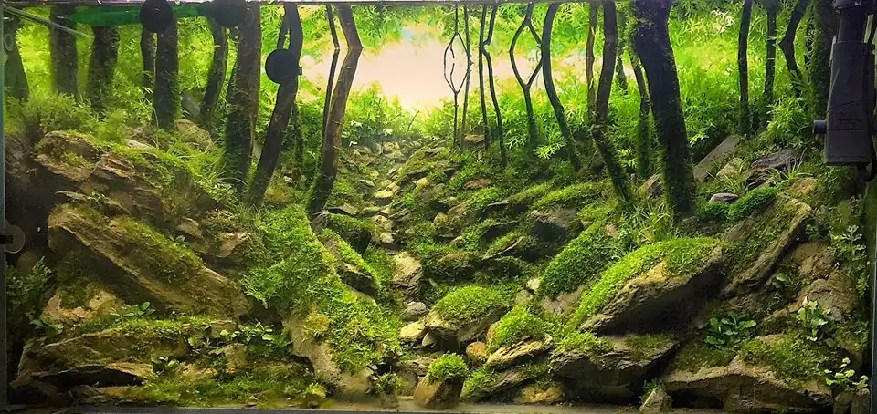 How to make an aquatic plant aquarium ranked 111th in the world - IAPLC 2017 - How to make an aquatic plant aquarium ranked 27th in the world - IAPLC 2018 - Montseny How to make an aquatic plant aquarium ranked 111th in the world - IAPLC 2017 - How to make an aquatic plant aquarium ranked 27th in the world - IAPLC 2018 - Montseny