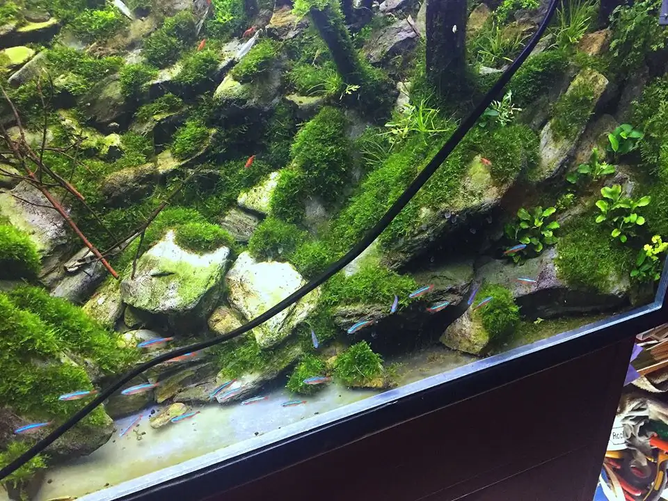 How to make an aquatic plant aquarium ranked 111th in the world - IAPLC 2017 - How to make an aquatic plant aquarium ranked 27th in the world - IAPLC 2018 - Montseny How to make an aquatic plant aquarium ranked 111th in the world - IAPLC 2017 - How to make an aquatic plant aquarium ranked 27th in the world - IAPLC 2018 - Montseny