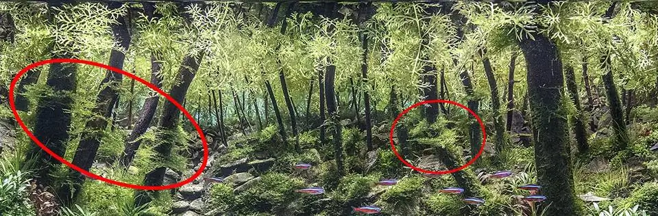 How to make an aquatic plant aquarium ranked 111th in the world - IAPLC 2017 - How to make an aquatic plant aquarium ranked 27th in the world - IAPLC 2018 - Montseny How to make an aquatic plant aquarium ranked 111th in the world - IAPLC 2017 - How to make an aquatic plant aquarium ranked 27th in the world - IAPLC 2018 - Montseny