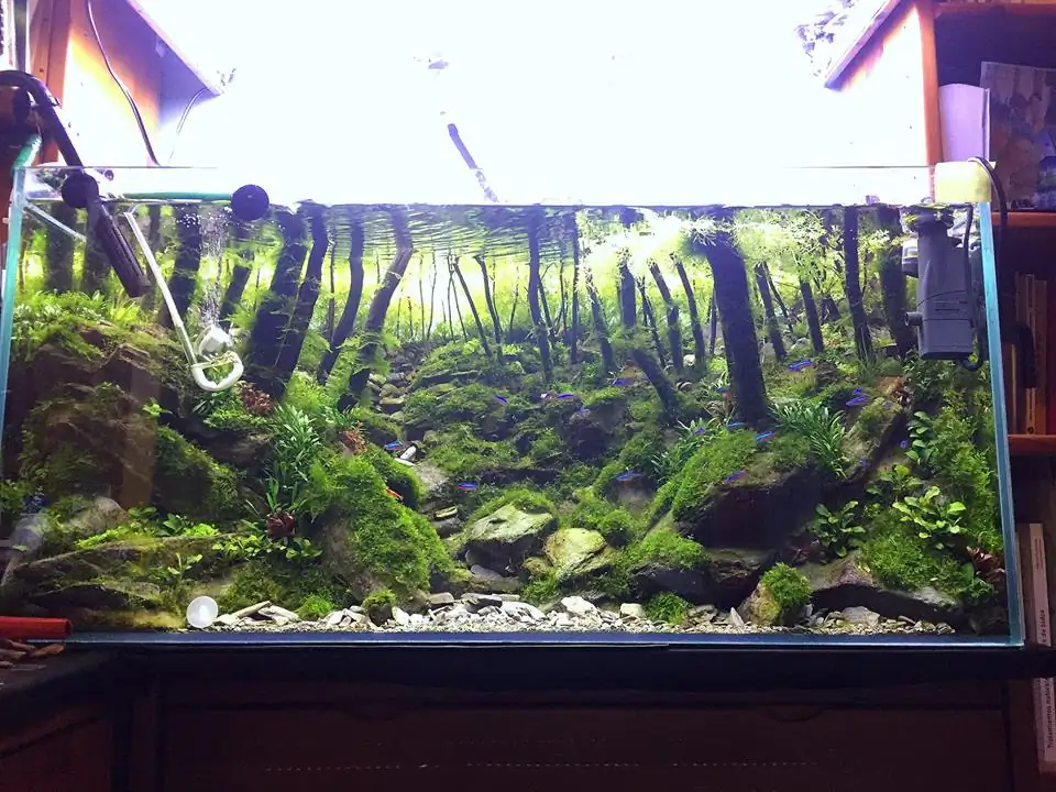 How to make an aquatic plant aquarium ranked 111th in the world - IAPLC 2017 - How to make an aquatic plant aquarium ranked 27th in the world - IAPLC 2018 - Montseny How to make an aquatic plant aquarium ranked 111th in the world - IAPLC 2017 - How to make an aquatic plant aquarium ranked 27th in the world - IAPLC 2018 - Montseny
