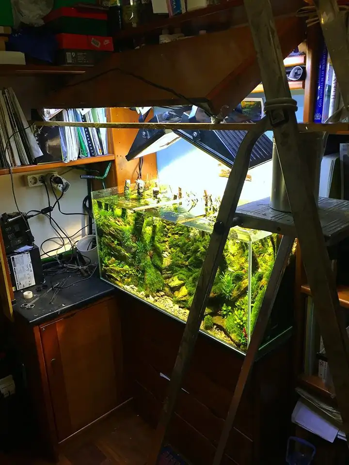 How to make an aquatic plant aquarium ranked 111th in the world - IAPLC 2017 - How to make an aquatic plant aquarium ranked 27th in the world - IAPLC 2018 - Montseny How to make an aquatic plant aquarium ranked 111th in the world - IAPLC 2017 - How to make an aquatic plant aquarium ranked 27th in the world - IAPLC 2018 - Montseny
