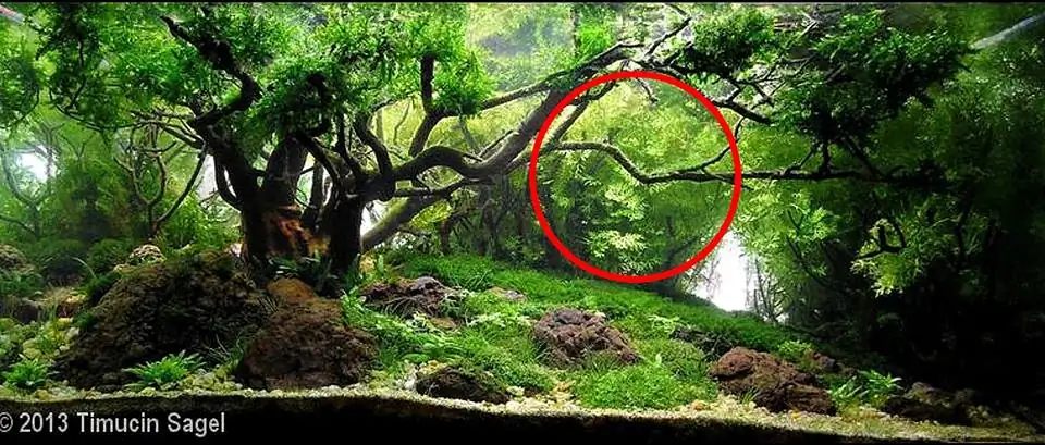 How to make an aquatic plant aquarium ranked 111th in the world - IAPLC 2017 - How to make an aquatic plant aquarium ranked 27th in the world - IAPLC 2018 - Montseny How to make an aquatic plant aquarium ranked 111th in the world - IAPLC 2017 - How to make an aquatic plant aquarium ranked 27th in the world - IAPLC 2018 - Montseny