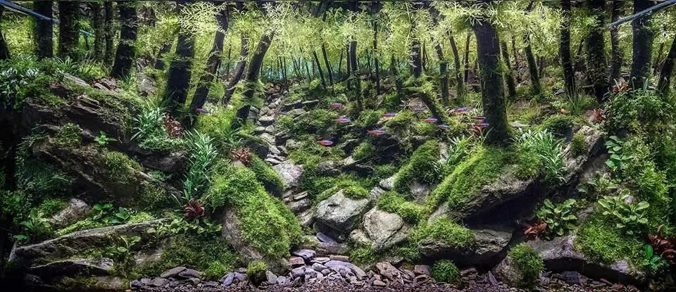 How to make an aquatic plant aquarium ranked 111th in the world - IAPLC 2017 - How to make an aquatic plant aquarium ranked 27th in the world - IAPLC 2018 - Montseny How to make an aquatic plant aquarium ranked 111th in the world - IAPLC 2017 - How to make an aquatic plant aquarium ranked 27th in the world - IAPLC 2018 - Montseny