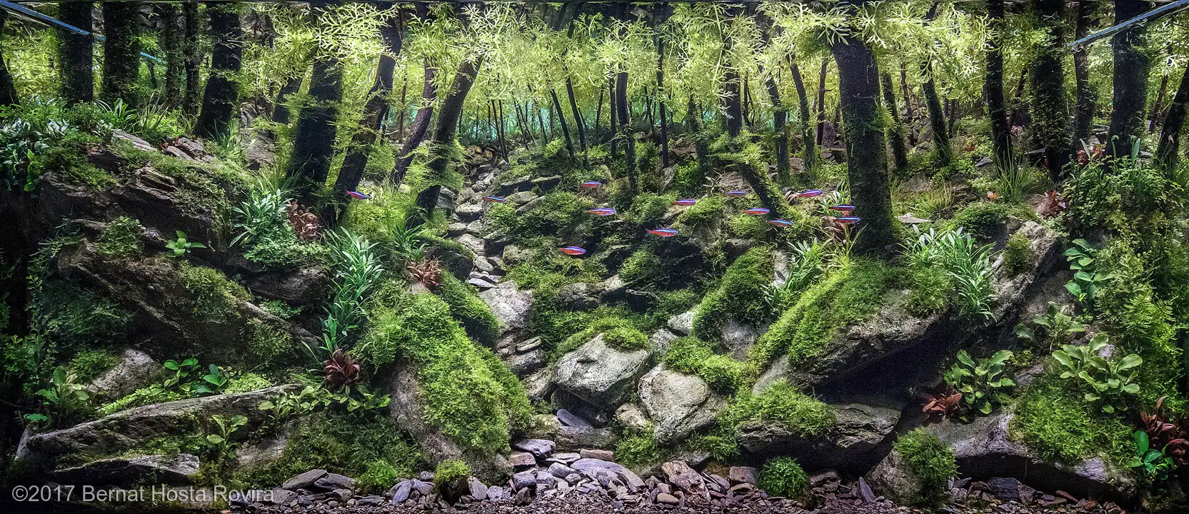 How to make a nature aquarium ranked 111th in the world - IAPLC 2017 - Montseny