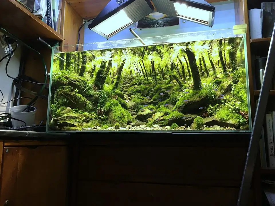 How to make an aquatic plant aquarium ranked 111th in the world - IAPLC 2017 - How to make an aquatic plant aquarium ranked 27th in the world - IAPLC 2018 - Montseny How to make an aquatic plant aquarium ranked 111th in the world - IAPLC 2017 - How to make an aquatic plant aquarium ranked 27th in the world - IAPLC 2018 - Montseny