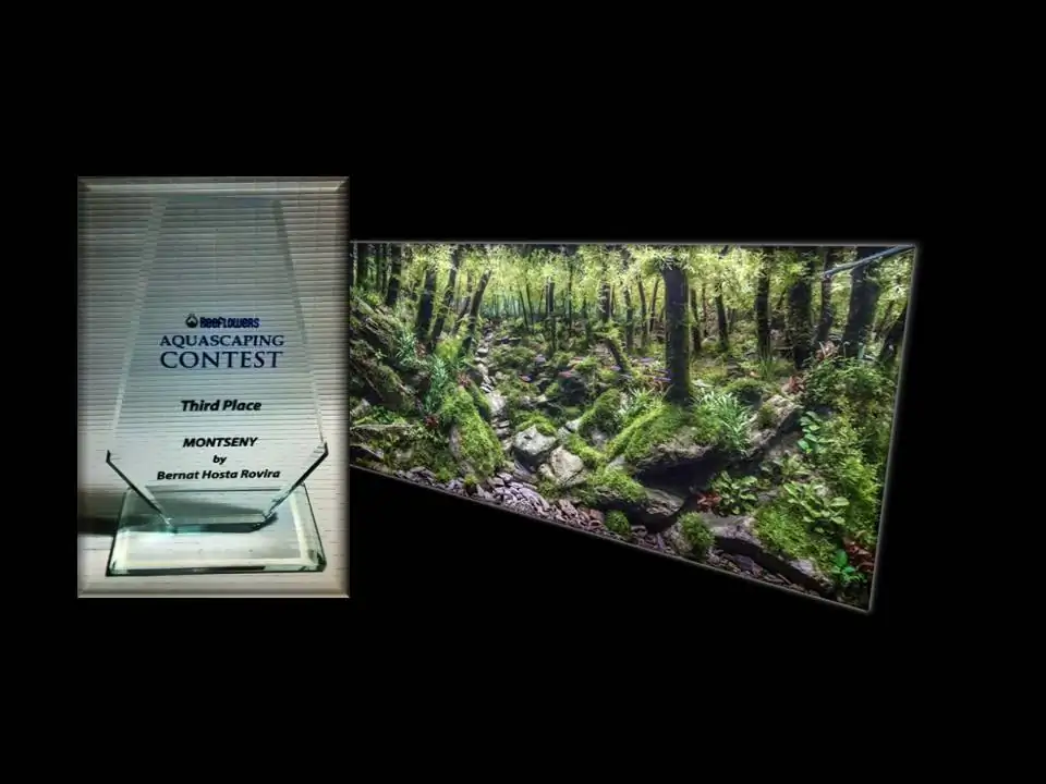 How to make an aquatic plant aquarium ranked 111th in the world - IAPLC 2017 - How to make an aquatic plant aquarium ranked 27th in the world - IAPLC 2018 - Montseny How to make an aquatic plant aquarium ranked 111th in the world - IAPLC 2017 - How to make an aquatic plant aquarium ranked 27th in the world - IAPLC 2018 - Montseny