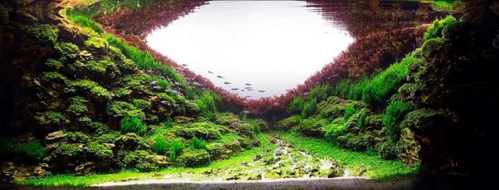 Step by step progression IAPLC 2018 Rank 116