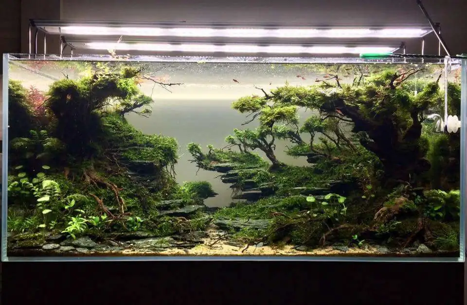 Step by step progression IAPLC 2018 Rank 12 - Fairytale Forest