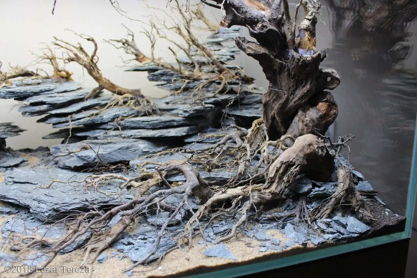 Step by step progression IAPLC 2018 Rank 12 - Fairytale Forest