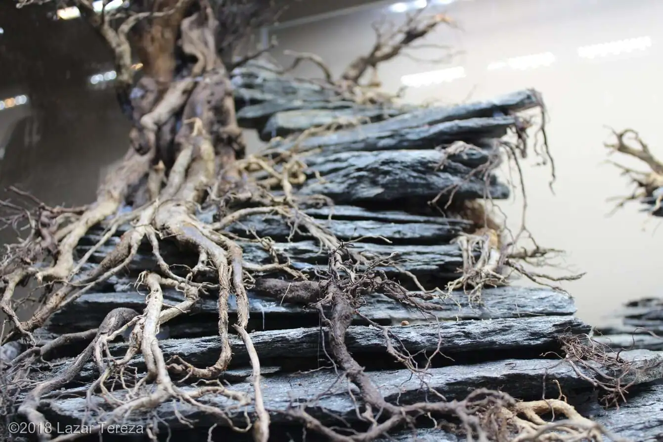 Step by step progression IAPLC 2018 Rank 12 - Fairytale Forest