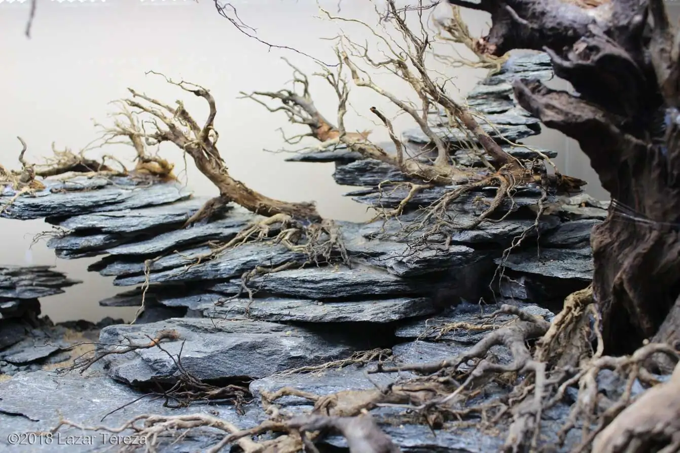 Step by step progression IAPLC 2018 Rank 12 - Fairytale Forest