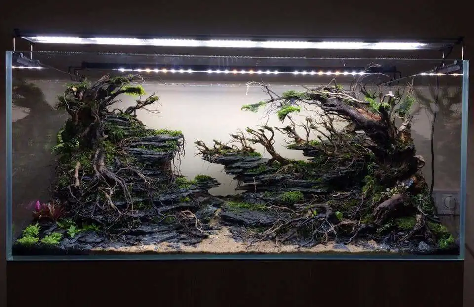 Step by step progression IAPLC 2018 Rank 12 - Fairytale Forest