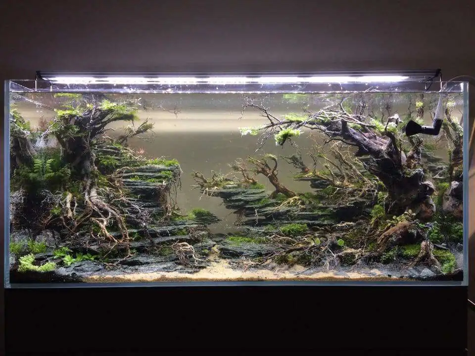 Step by step progression IAPLC 2018 Rank 12 - Fairytale Forest