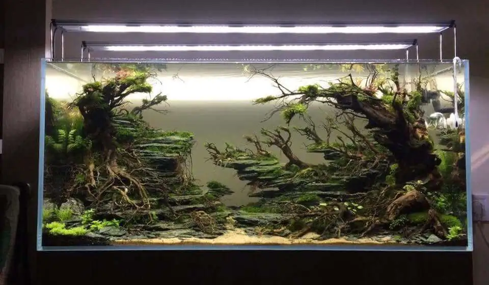 Step by step progression IAPLC 2018 Rank 12 - Fairytale Forest