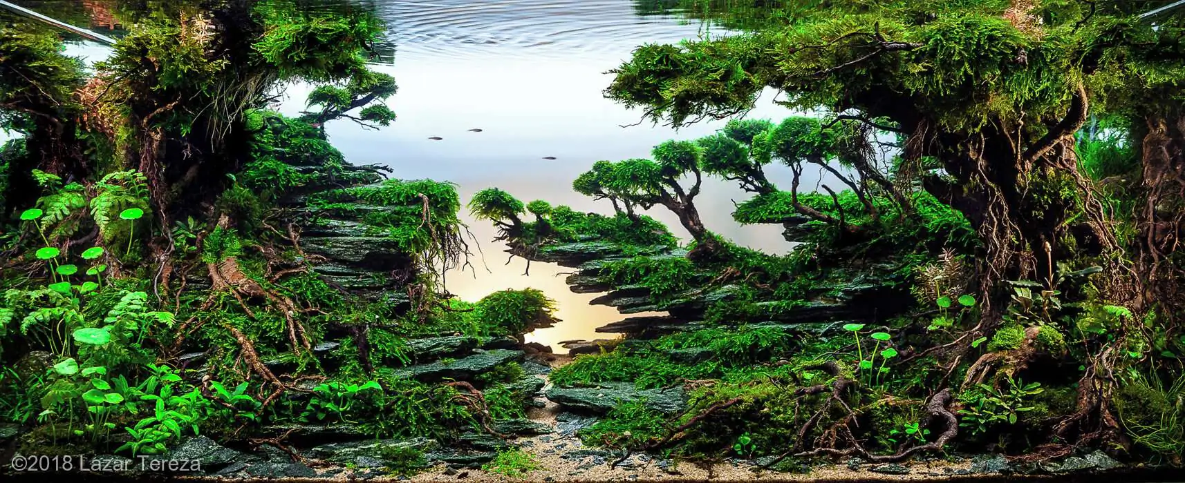 Step by step progression IAPLC 2018 Rank 12 - Fairytale Forest