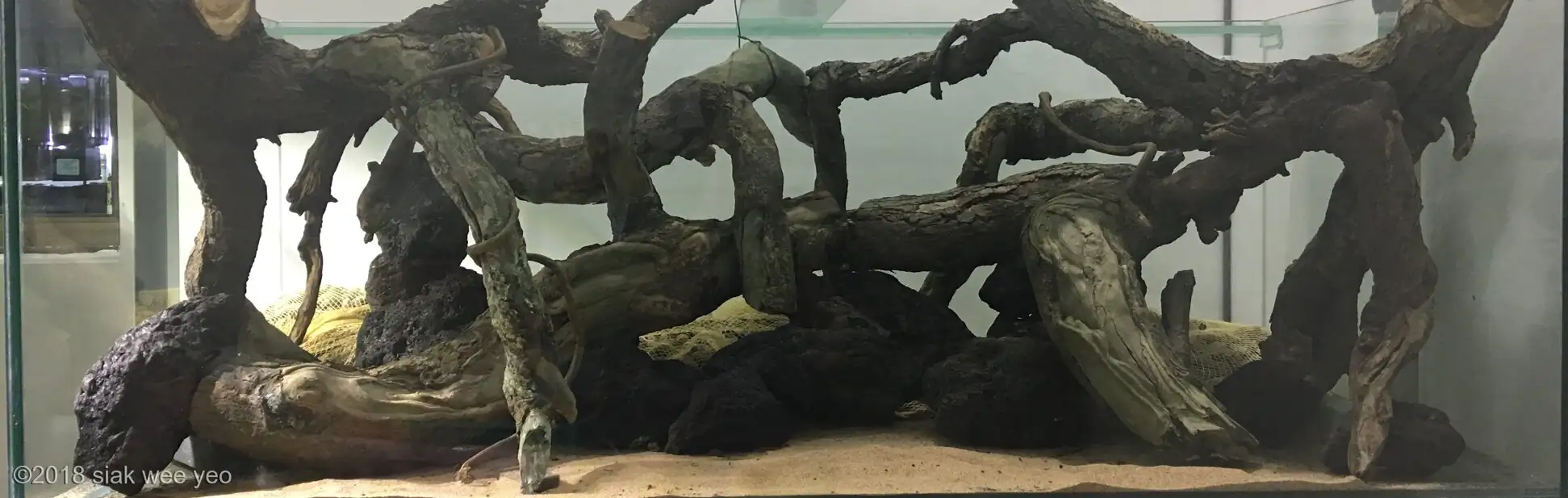 Step by step progression IAPLC 2020 GrandPrize - Eden