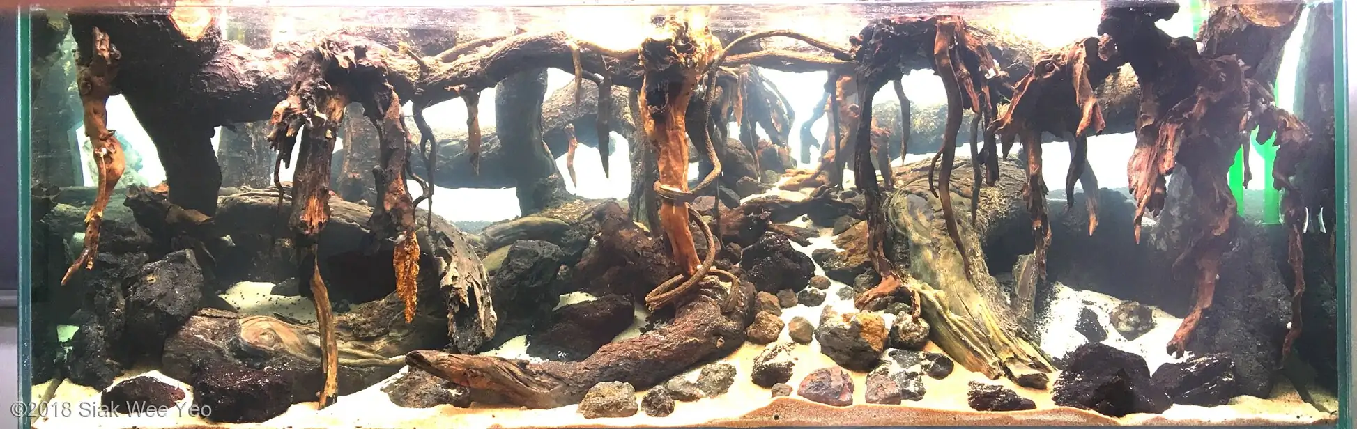 Step by step progression IAPLC 2020 GrandPrize - Eden