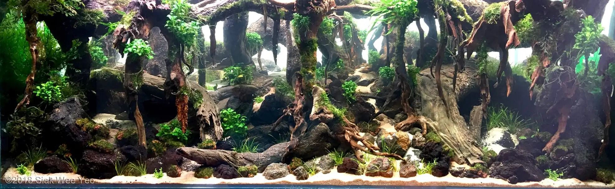 Step by step progression IAPLC 2020 GrandPrize - Eden