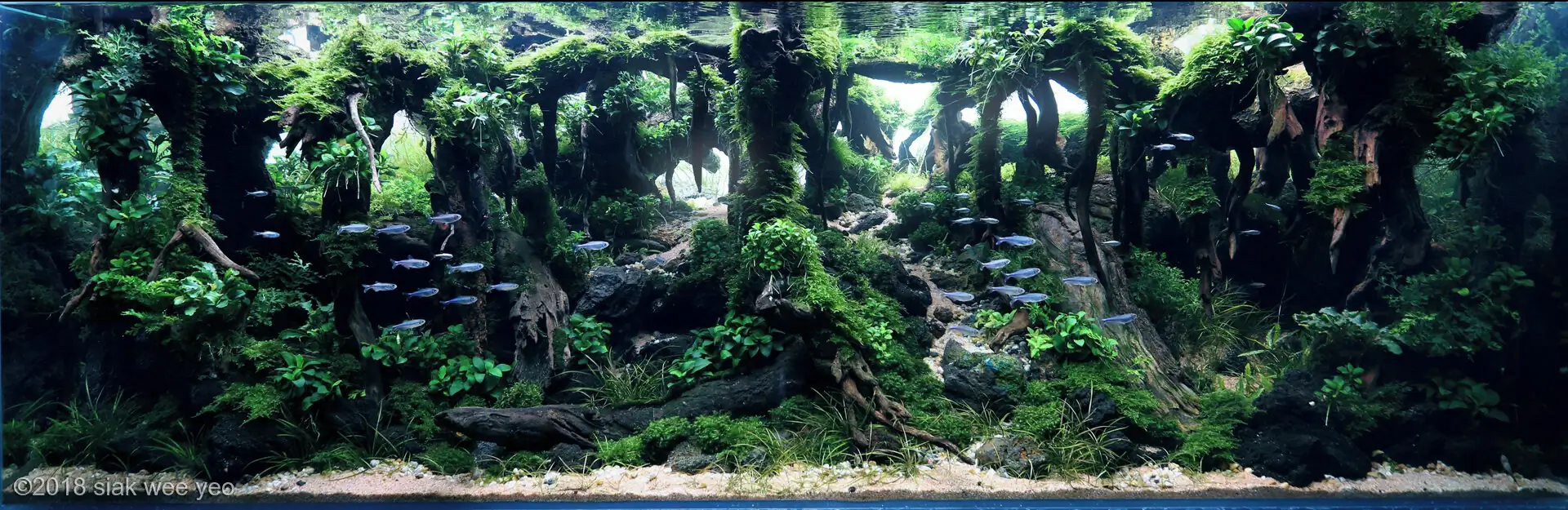 Step by step progression IAPLC 2018 Boldness - Siak Wee Yeo / Malaysia