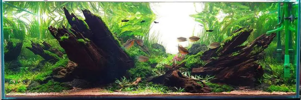 Step by step progression IAPLC 2018 Rank 20 - Faith