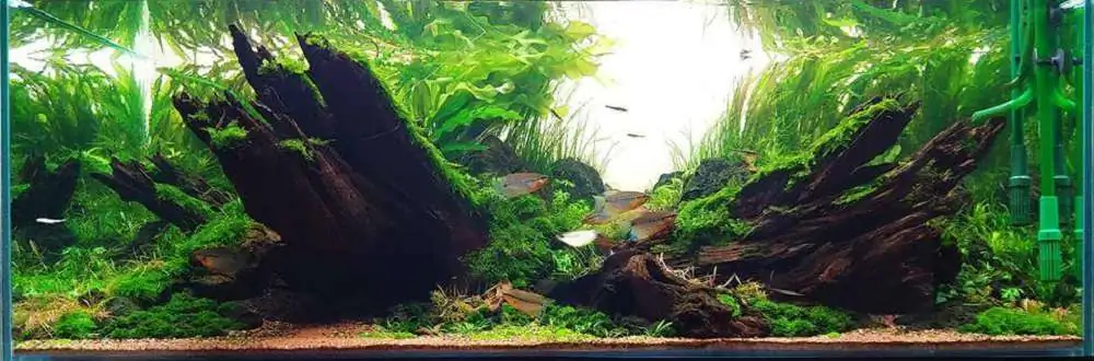 Step by step progression IAPLC 2018 Rank 20 - Faith