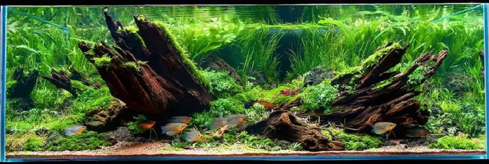 Step by step progression IAPLC 2018 Rank 20 - Faith