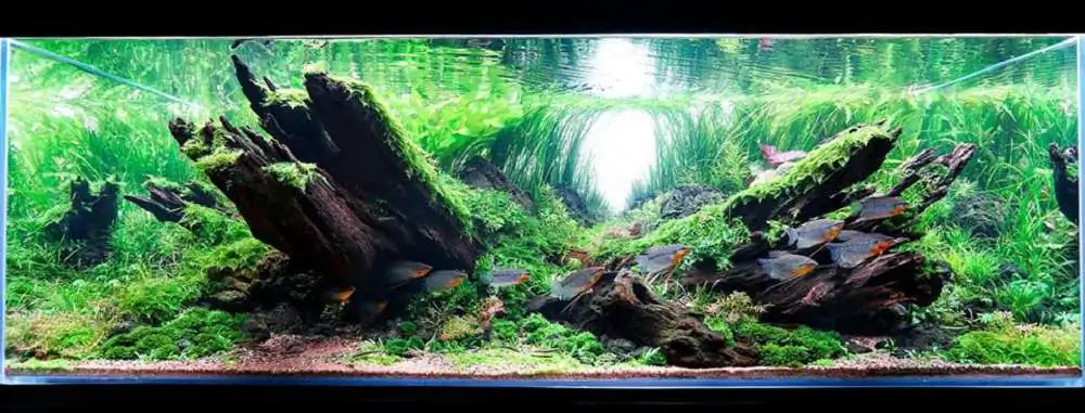 Step by step progression IAPLC 2018 Rank 20 - Faith