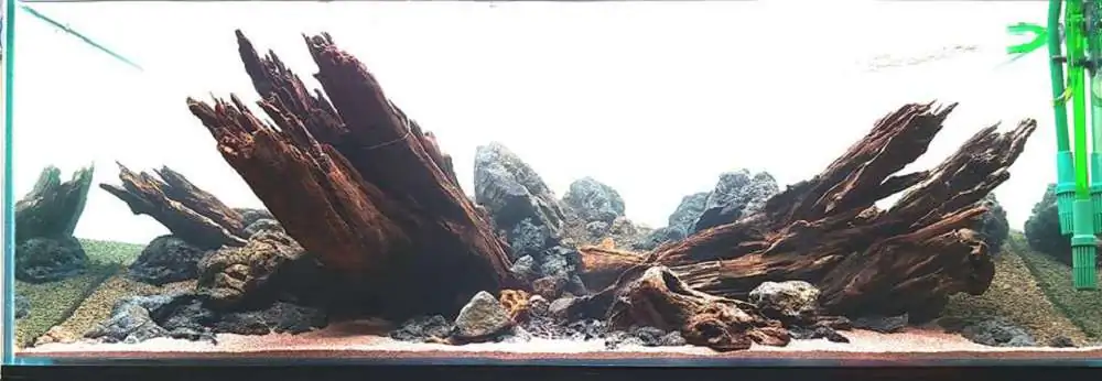 Step by step progression IAPLC 2018 Rank 20 - Faith