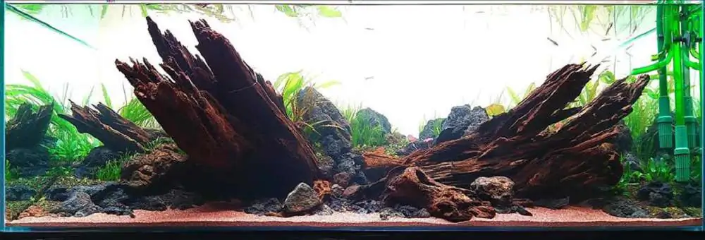 Step by step progression IAPLC 2018 Rank 20 - Faith