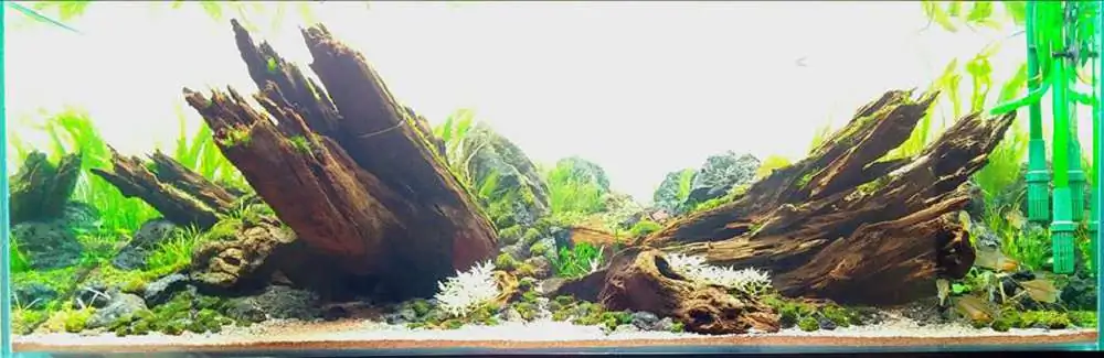 Step by step progression IAPLC 2018 Rank 20 - Faith