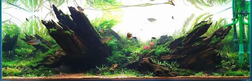 Step by step progression IAPLC 2018 Rank 20 - Faith