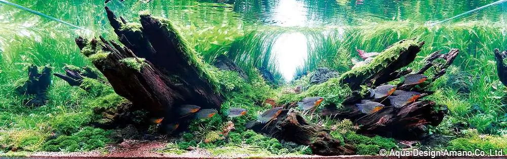 Step by step progression IAPLC 2018 Rank 20 - Faith