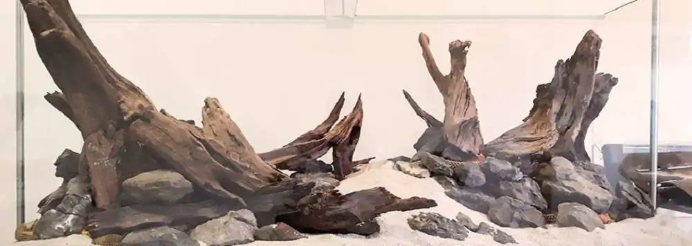 Step by step progression IAPLC 2018 Rank 22 - Moonsoon