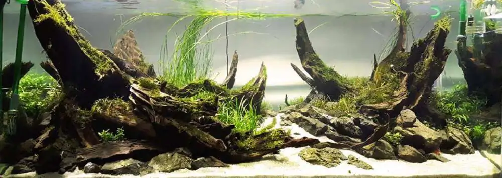 Step by step progression IAPLC 2018 Rank 22 - Moonsoon