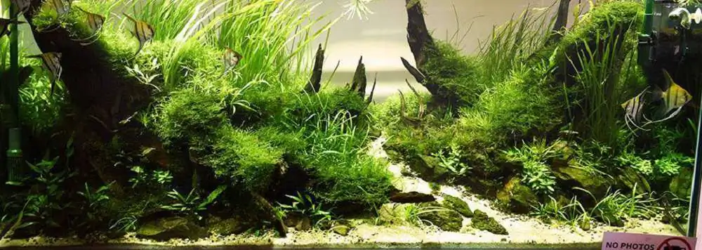 Step by step progression IAPLC 2018 Rank 22 - Moonsoon